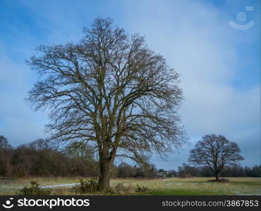 Oak trees in the winter in the UK