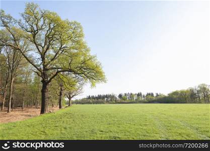 oak trees with fresh green spring leaves near meadow and blue sky in the netherlands near amersfoort