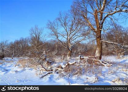 oak wood in snow