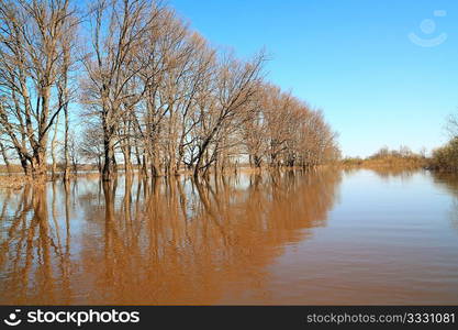 oak wood in water