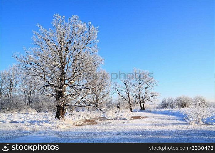 oak wood near freeze river