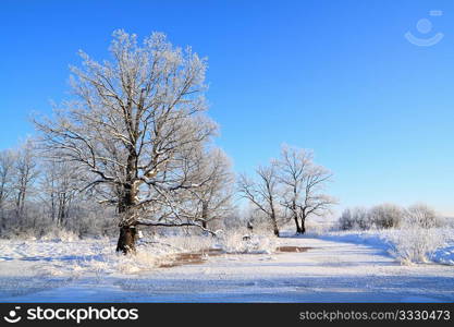 oak wood near freeze river