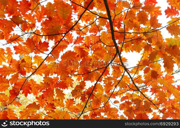oaken yellow leaves. oaken yellow leaves in the autumnal park