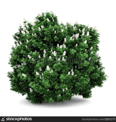 oakleaf hydrangea bush isolated on white background