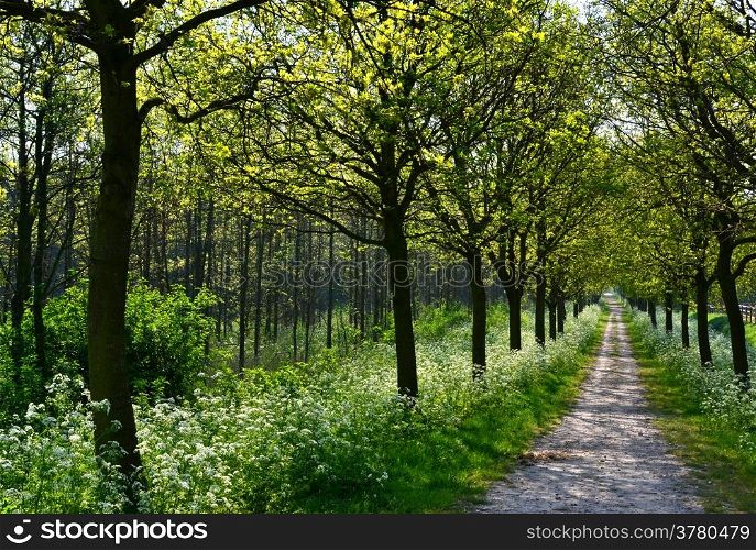 Oaks in the springtime in The Vlietlanden, Leidschendam, The Netherlands.