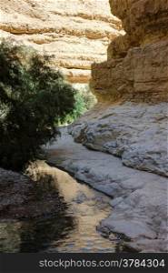 Oasis in the desert, Ein Gedi nature reserve on the shore of the Dead Sea.