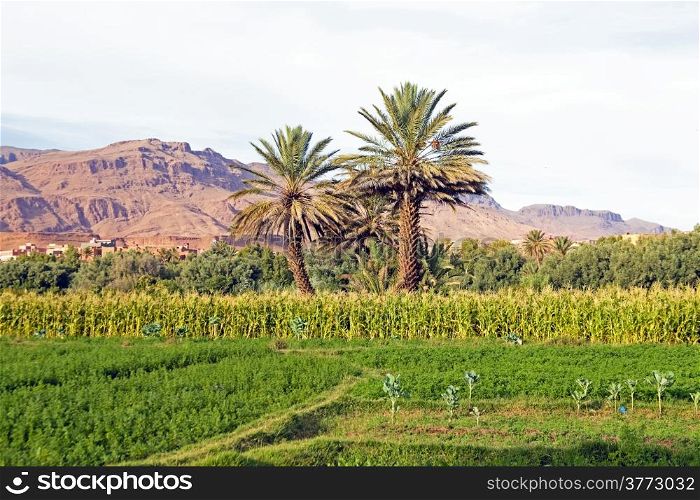 Oasis in the desert from Morocco Africa