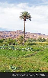 Oasis in the desert in Morocco