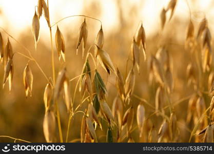 Oat close up in the field on evening glow