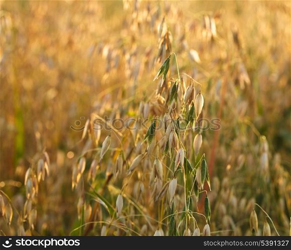 Oat close up in the field on evening glow