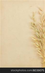 oat ears and parchment background