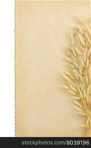 oat ears and parchment isolated on white background