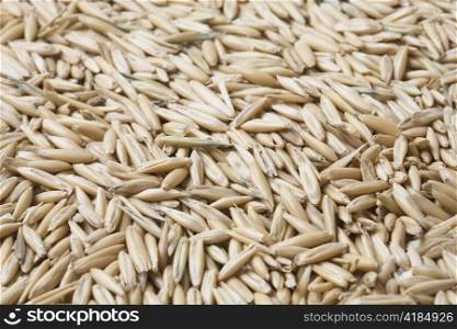 Oat grain with husks in closeup