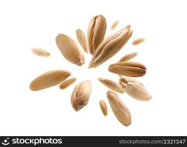 Oat grains levitate on a white background.. Oat grains levitate on a white background
