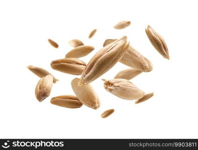 Oat grains levitate on a white background.. Oat grains levitate on a white background