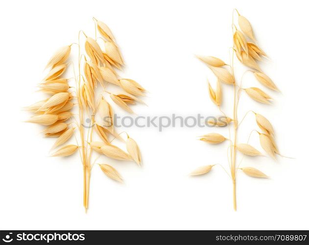 Oat plants isolated on white background. Top view, flat lay