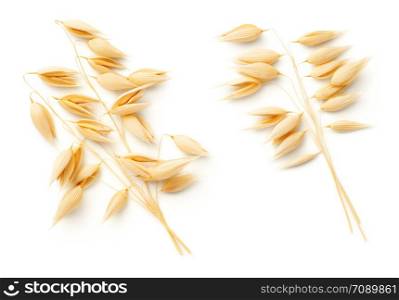 Oat plants isolated on white background. Top view, flat lay