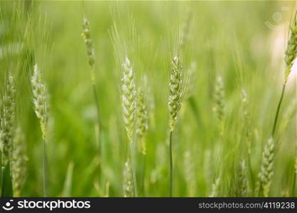 Oat Sativa cereal green field