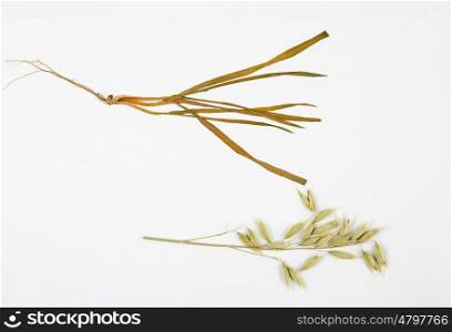 oats herbarium on white background.