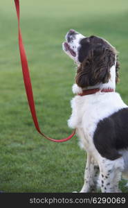 Obedient Spaniel Dog On Leash Outdoors