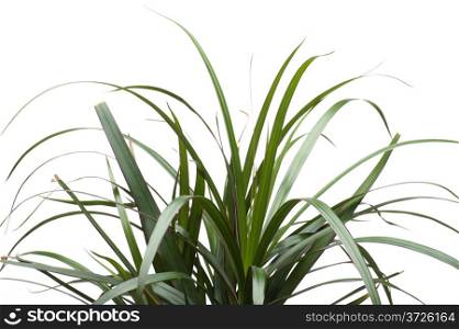 object on white background - House plant