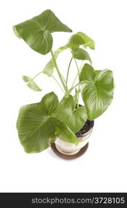 object on white - flower indoor plants closeup