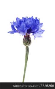 object on white - flowers blue cornflower close up