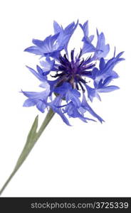 object on white - flowers blue cornflower close up