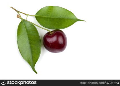 object on white - food cherry close up