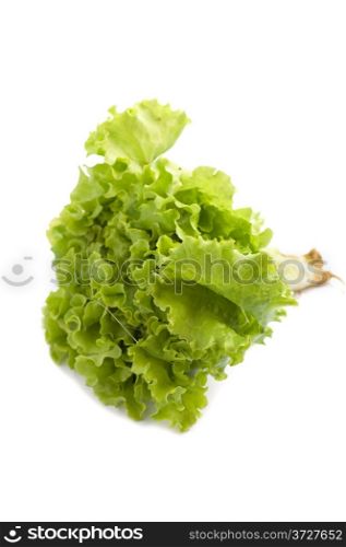 object on white - food raw lettuce