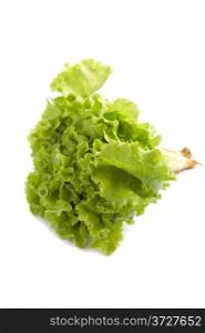 object on white - food raw lettuce