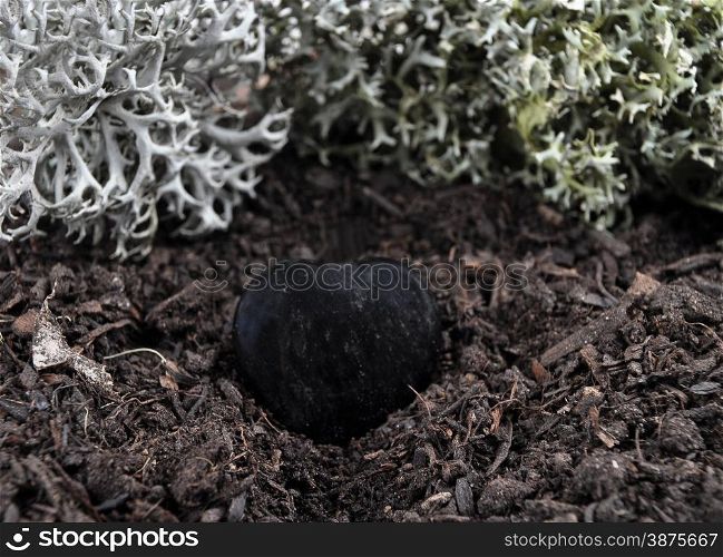 Obsidian on forest floor