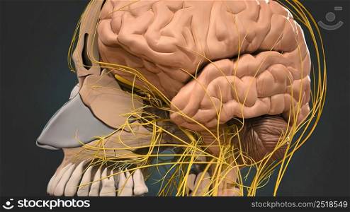 obstruction of the vessels of the brain 3d illustration. obstruction of the vessels of the brain