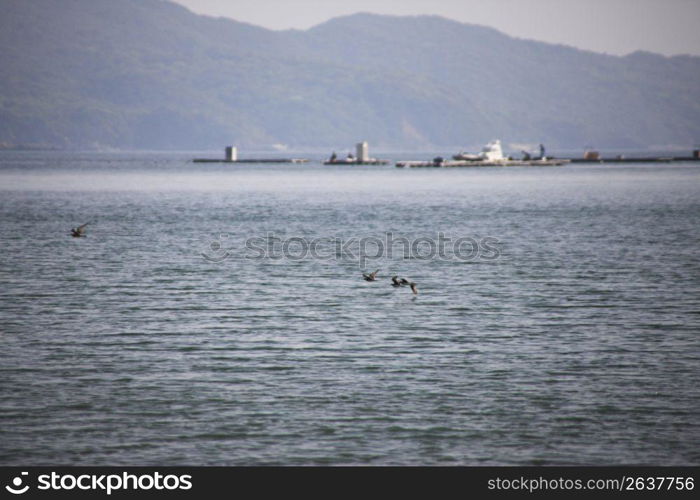 Ocean and Seabird