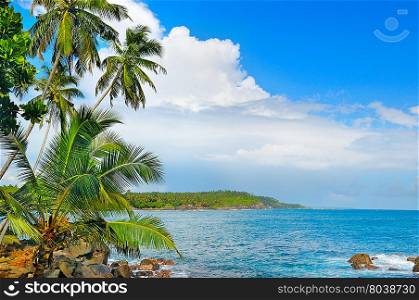 ocean and tropical palm trees on the shore