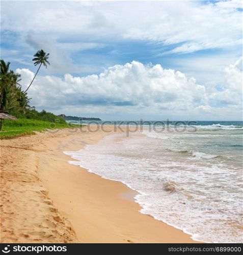 Ocean Beach. Yellow sand and palm. Seascape.