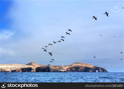 ocean, island and flock of birds on a sunny day