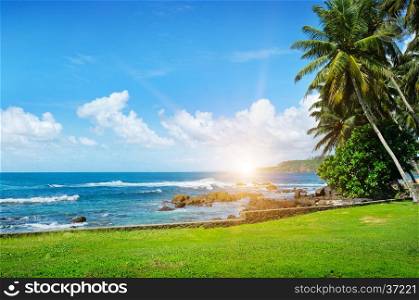 ocean, tropical palms on the beach, green grass and sun on cloudy sky