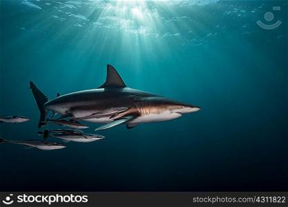 Oceanic Blacktip Shark (Carcharhinus Limbatus) swimming near surface of ocean, Aliwal Shoal, South Africa