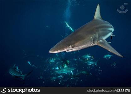 Oceanic Blacktip Sharks (Carcharhinus Limbatus) circling bait, Aliwal Shoal, South Africa