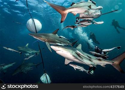 Oceanic Blacktip Sharks (Carcharhinus Limbatus) circling bait near surface of ocean, Aliwal Shoal, South Africa