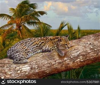 Ocelote Leopardus pardalis Ocelot cat in central america Jungle photomount