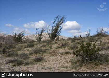 Ocotillo desert hillside