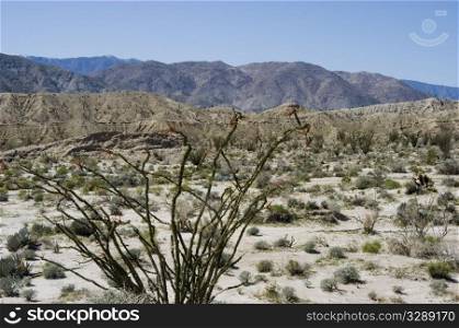 Ocotillo in desert landscape