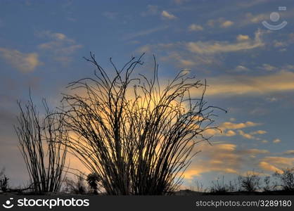 Ocotillo in desert sunset