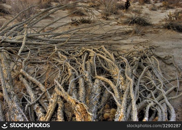Ocotillo spines in desert