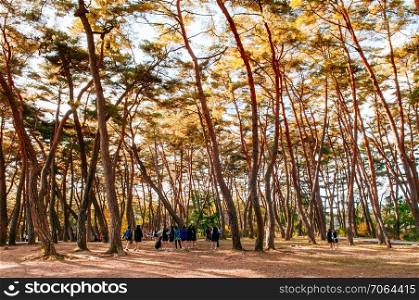OCT 23,2013 Gangwon-do, South Korea - Many tourists in ancient pine forest at Cheongryeongpo cape. Famous tourist attraction of Yeongwol town.