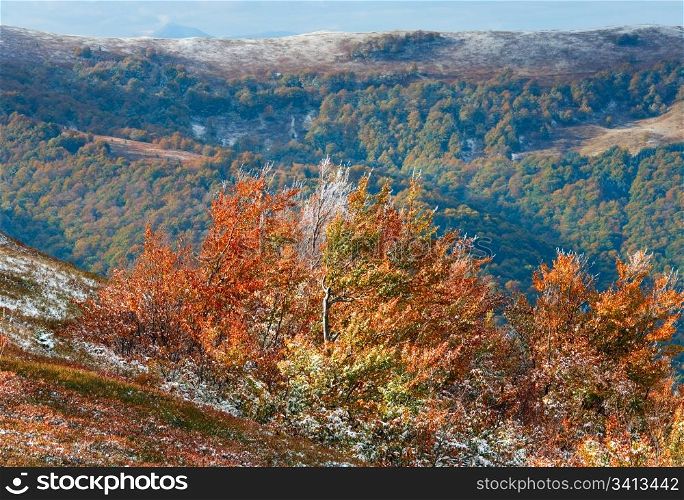 October Carpathian mountain Borghava plateau with first winter snow and autumn colourful bilberry bushes