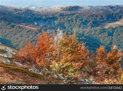 October Carpathian mountain Borghava plateau with first winter snow and autumn colourful bilberry bushes