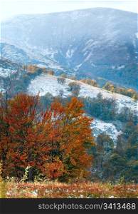 October Carpathian mountain Borghava plateau with first winter snow and autumn colourful foliage